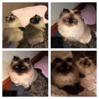 Pet Emporium - Simba & Shadow - Pet Groomers Near Me - Forest Park, Illinois