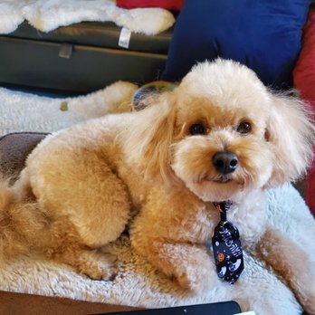 Rudys Pawsome Land - Pet Groomers Near Me - Hazard, California Rudys Pawsome Land - Pet Groomers Near Me - Hazard, California