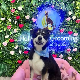 Smiling dog Smiling dog