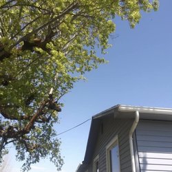 Black Sheep Tree Service - After tree trimming and reduction