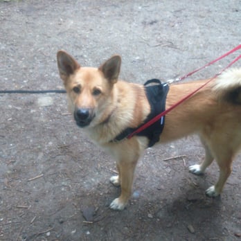 Hundeschule Pfotenbande - Pet Training Near Me - Quickborn, SH
