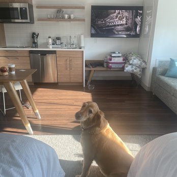 Element Sacramento - Kitchenette, happy dog - Hotels Near Me - Sacramento, California Element Sacramento - Kitchenette, happy dog - Hotels Near Me - Sacramento, California