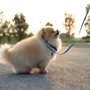 Raleigh Trusted Pet sitting
