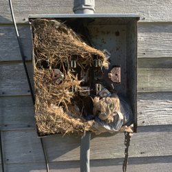 Eastern Electrical Contractors - Nest in meter box due to damaged box