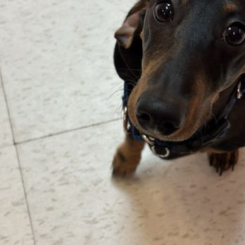 Posh Pet Club - Pet Groomers Near Me - Chicago, Illinois Posh Pet Club - Pet Groomers Near Me - Chicago, Illinois