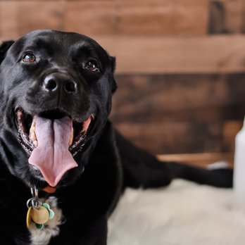 B's Photography - Pet Photography - Session Photography Near Me