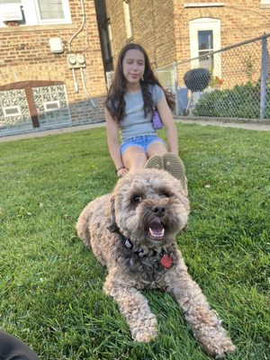 PAWS Chicago by null