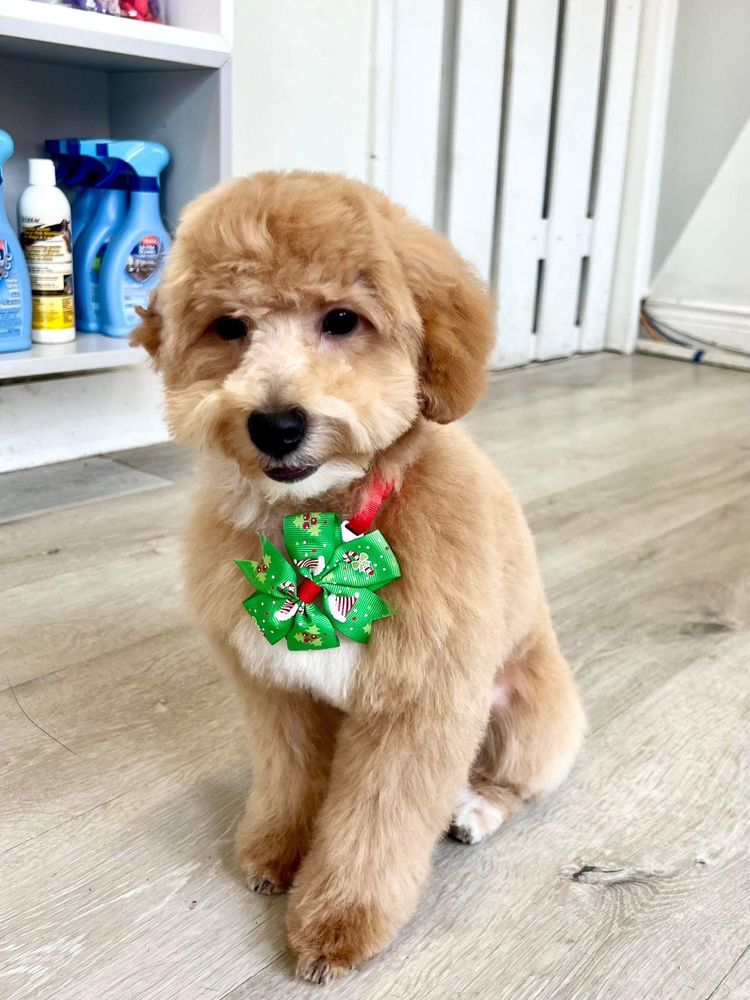 Booboo Pet Grooming Services Image