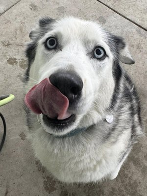 Shaggy Dog Grooming & Boarding