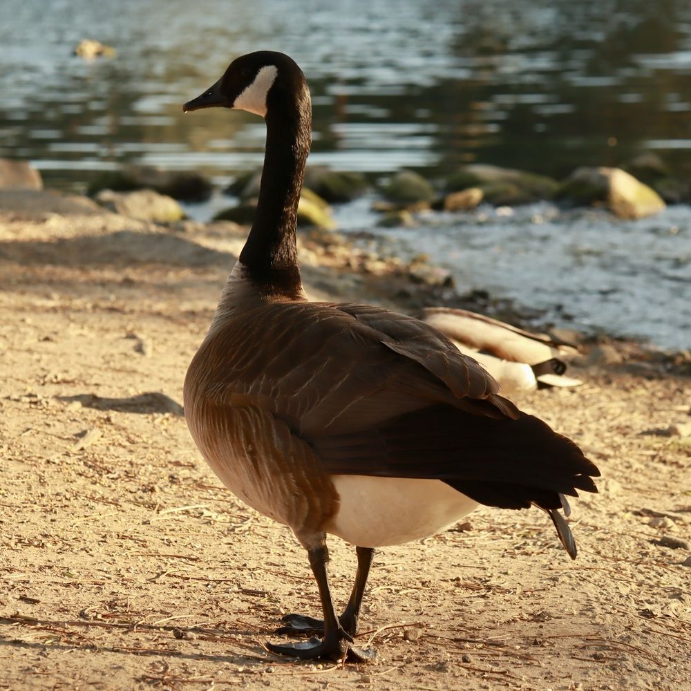 Laguna Lake Park - Canadian goose - Parks Near Me - Fullerton, California Laguna Lake Park - Canadian goose - Parks Near Me - Fullerton, California