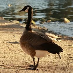Laguna Lake Park - Canadian goose