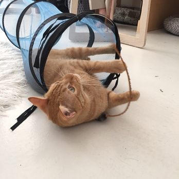 KitTea - Pet Adoption Near Me - San Francisco, California