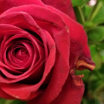 Carousel of Flowers - Damaged flowers - Florists Near Me - Escondido, California Carousel of Flowers - Damaged flowers - Florists Near Me - Escondido, California