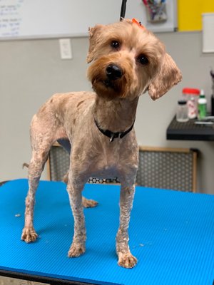 Love My Doggy Day Care