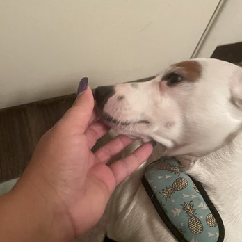 Tucson Veterinary Urgent Care - How he looked the night before - Veterinarians Near Me - Tucson, Arizona