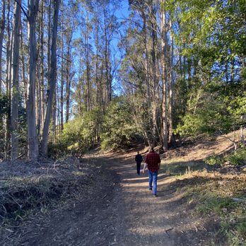 Tilden Regional Park - Meadows Canyon Trail - Parks Near Me - Berkeley, California
