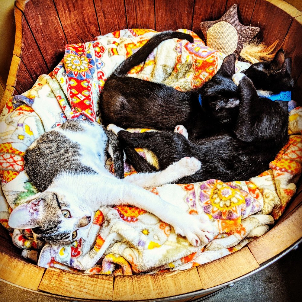 Orlando Cat Cafe - Barrel of kittens - Animal Shelters Near Me - Clermont, Florida