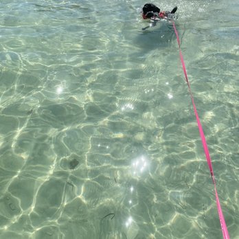 Pass-A-Grille Dog Beach - Water - Dog Parks Near Me - St. Pete Beach, Florida