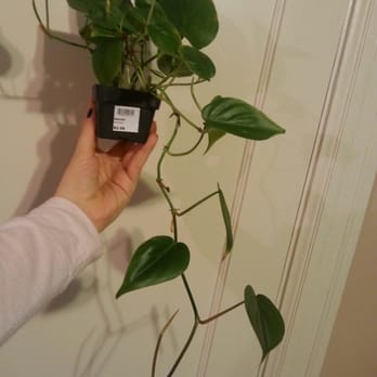 Ginkgo Gardens - 2.99$ for this much (heart-shaped) Philodendron! - Nurseries & Gardening Near Me - Washington, DC, District of Columbia Ginkgo Gardens - 2.99$ for this much (heart-shaped) Philodendron! - Nurseries & Gardening Near Me - Washington, DC, District of Columbia