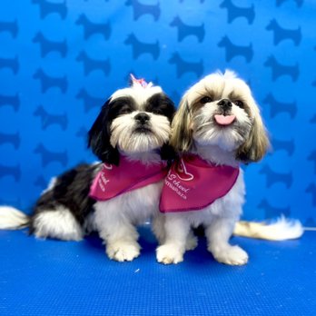 Lavakan - Pet Groomers Near Me - Miami, Florida Lavakan - Pet Groomers Near Me - Miami, Florida