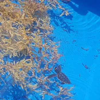 Loggerhead Marinelife Center - Community Service/Non-Profit Near Me - Juno Beach, Florida Loggerhead Marinelife Center - Community Service/Non-Profit Near Me - Juno Beach, Florida