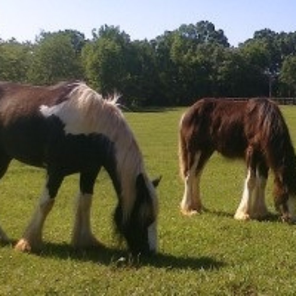 LexLin Ranch - Horseback Riding Near Me - Rockwood, Tennessee LexLin Ranch - Horseback Riding Near Me - Rockwood, Tennessee