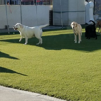 The Animal Keeper - My beautiful baby - Pet Training Near Me - Oceanside, California