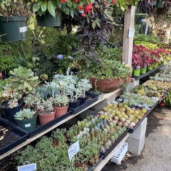 Sunflower Farms - Nurseries & Gardening Near Me - Torrance, California Sunflower Farms - Nurseries & Gardening Near Me - Torrance, California
