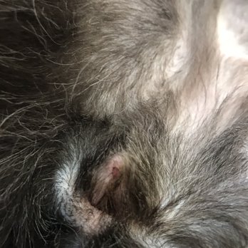 Bone Sweet Bone - Deep cut in private area caused due to negligence during grooming. - Pet Sitting Near Me - Woodland Hills, California