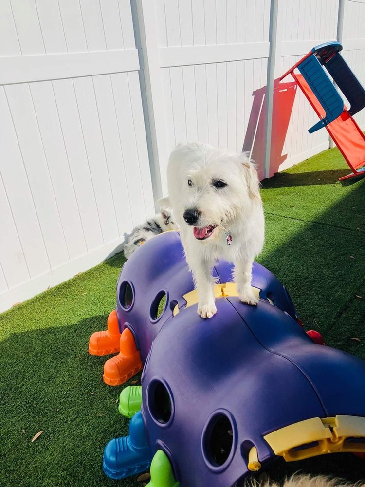 BARK! PET RESORT 18 Photos & 11 Reviews 11670 Frontage Rd, Murrells