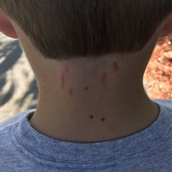 Great Clips