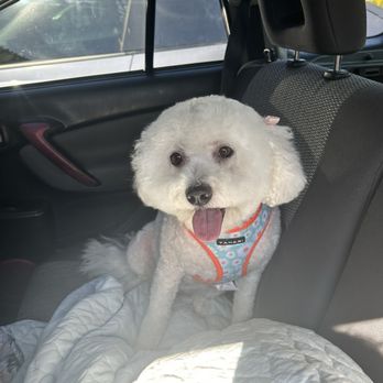 Dream Pet Grooming  - Pet Groomers Near Me - Irvine, California