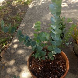 Green Market Nursery - This is the beautiful eucalyptus he sold me when it was tiny and fit in a small pot