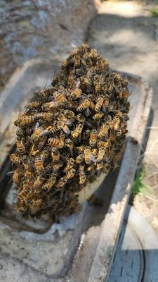 Bee Rescuing - Bee Rescuing Bee Rescuing - Bee Rescuing