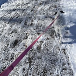 Lewis Park - Dog walking.