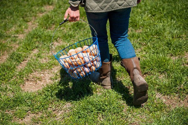 Browder’s Birds by null