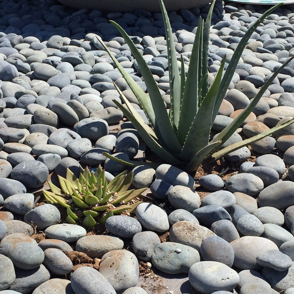 Ricardo's Landscaping - Irrigation completed after planting - Landscaping Near Me - San Diego, California Ricardo's Landscaping - Irrigation completed after planting - Landscaping Near Me - San Diego, California