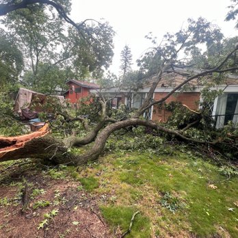 AM Tree Service - Large tree branch - Tree Services Near Me AM Tree Service - Large tree branch - Tree Services Near Me