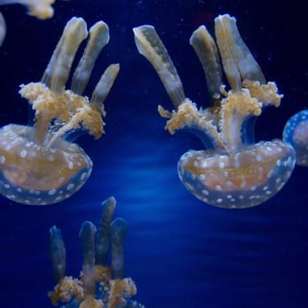 Seattle Aquarium - Aquariums Near Me - Seattle, Washington Seattle Aquarium - Aquariums Near Me - Seattle, Washington