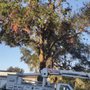 Photo of High standard Tree services