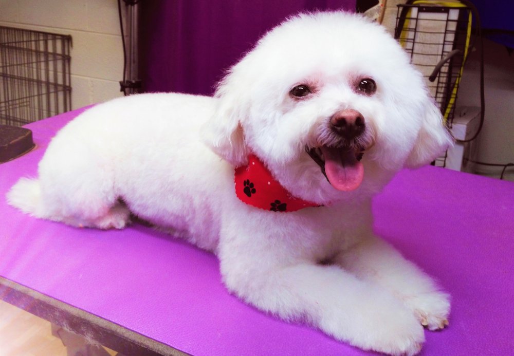 MONTICELLO GROOMING Updated September 2024 162 Troy Rd, Troy