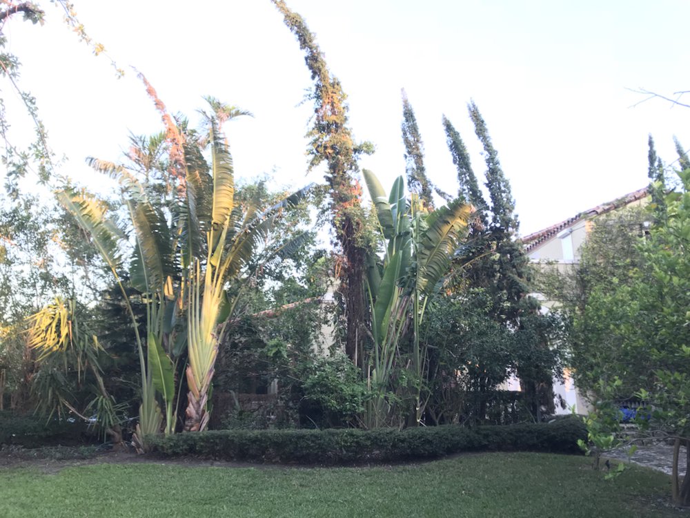 Cairo Landscaping & Tree Service - tree service in Miami, FL