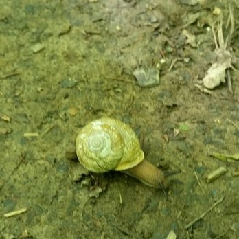 Raven Run Nature Sanctuary - Snail - Hiking Near Me - Lexington, Kentucky Raven Run Nature Sanctuary - Snail - Hiking Near Me - Lexington, Kentucky