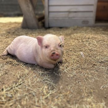 SoCalMiniPigs - Little piggy - Pet Breeders Near Me - Valley Center, California SoCalMiniPigs - Little piggy - Pet Breeders Near Me - Valley Center, California