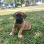 Top Tier Boerboels