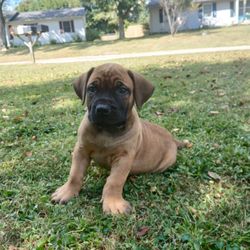 Top Tier Boerboels - Top Tier Boerboels
