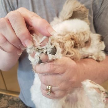 Ruff Cuts - Pad webbing not shaved. - Pet Groomers Near Me - Ridgeland, South Carolina Ruff Cuts - Pad webbing not shaved. - Pet Groomers Near Me - Ridgeland, South Carolina