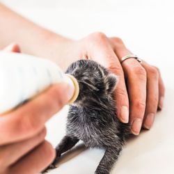 Furry Friends Humane - Adoption Center