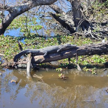 Ultimate Swamp Adventures - Tours Near Me - Westwego, Louisiana