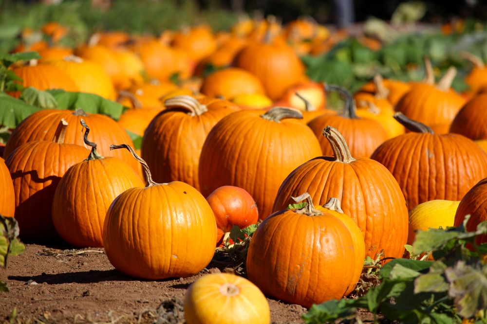 FARM STAND WEST Updated September 2024 191 Photos & 69 Reviews